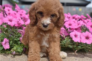 Bailey - puppy for sale