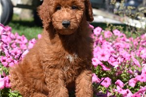Benji - Irishdoodle for sale