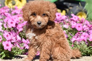 Britt - Irishdoodle for sale