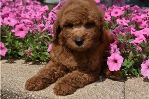 Bentley - puppy for sale