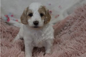 Margaret - Irishdoodle for sale