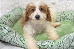 Margie - Irishdoodle for sale