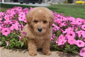 Barbie - puppy for sale