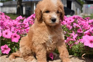 Bubbles - Irishdoodle for sale
