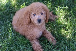 Bentley - Irishdoodle for sale