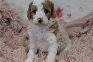 Margie - puppy for sale