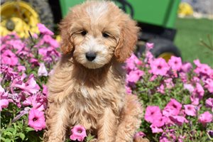 Bubbles - Irishdoodle for sale