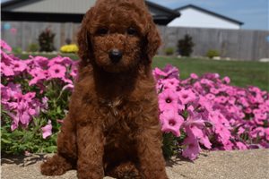 Benji - puppy for sale
