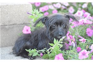 Walter - Maltipoo for sale