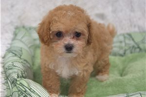 Olivia - puppy for sale