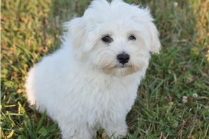 Grayson - puppy for sale