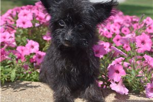 Walter - Malti Poo - Maltipoo for sale