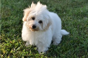 Gino - Malti Poo - Maltipoo for sale