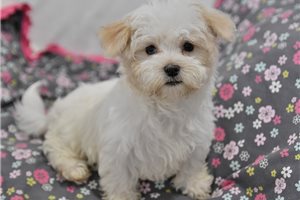 Kennedy - puppy for sale