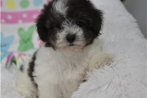 Ginny - Malti Poo - Maltipoo for sale