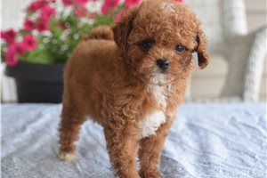 Valorie - puppy for sale
