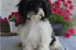 Elvira - Malti Poo - Maltipoo for sale