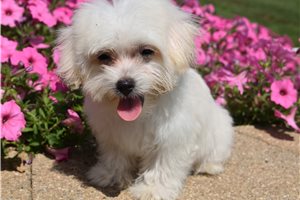 Winter - Malti Poo - Maltipoo for sale