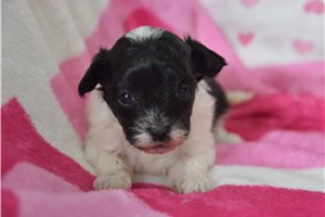 Gracie - puppy for sale