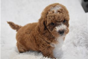 Annabell - puppy for sale