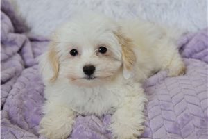 Elsie - Malti Poo - Maltipoo for sale
