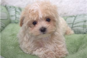 Nikki - Malti Poo - Maltipoo for sale