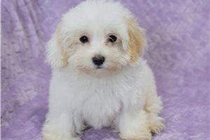 Elsie - Malti Poo - Maltipoo for sale