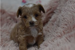 Francisco - puppy for sale