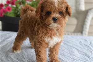 Virtue - Malti Poo - Maltipoo for sale