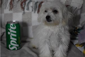 Winter - Malti Poo - Maltipoo for sale