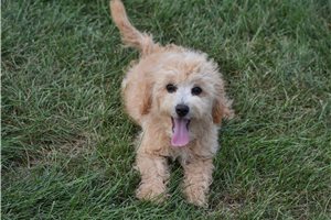 Vegas - puppy for sale