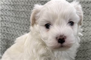 Grayson - puppy for sale