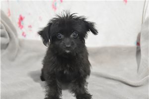 Walter - Malti Poo - Maltipoo for sale