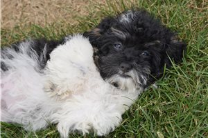 Elyssa - Malti Poo - Maltipoo for sale