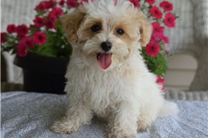 Herman - Malti Poo - Maltipoo for sale