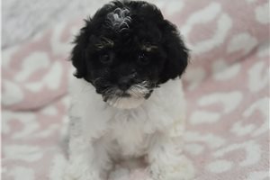 Elyssa - puppy for sale
