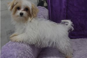 John - Malti Poo - Maltipoo for sale