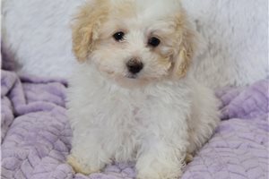 Eduardo - Malti Poo - Maltipoo for sale