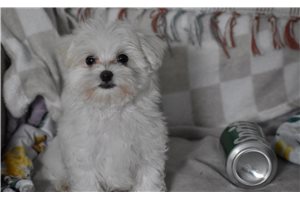 Alex - Maltipoo for sale