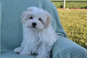 Gino - Malti Poo - Maltipoo for sale