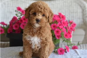 Zena - Malti Poo - Maltipoo for sale