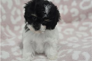 Elvira - Malti Poo - Maltipoo for sale