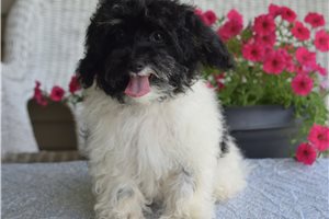 Elyssa - Malti Poo - Maltipoo for sale