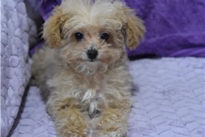 Daisy - Malti Poo - Maltipoo for sale