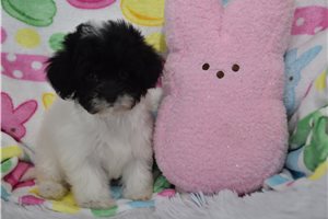 Gracie - Malti Poo - Maltipoo for sale