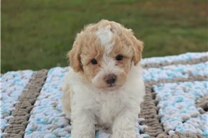 Newt - Malti Poo - Maltipoo for sale