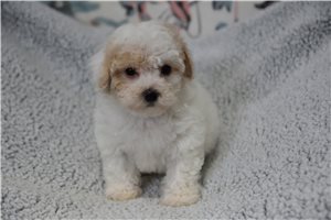 Caleb - Malti Poo - Maltipoo for sale