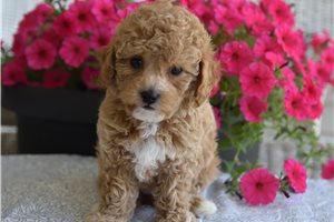 Zara - puppy for sale