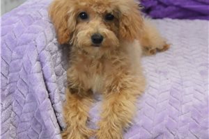 Jack - Malti Poo - Maltipoo for sale