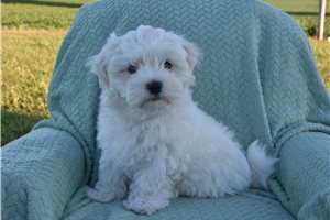 Grayson - Malti Poo - Maltipoo for sale